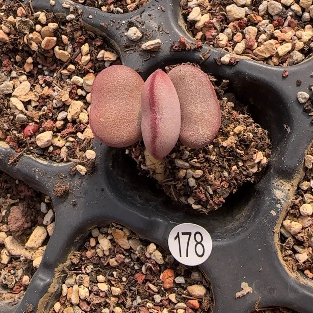 白肌红蛋多肉水泡178