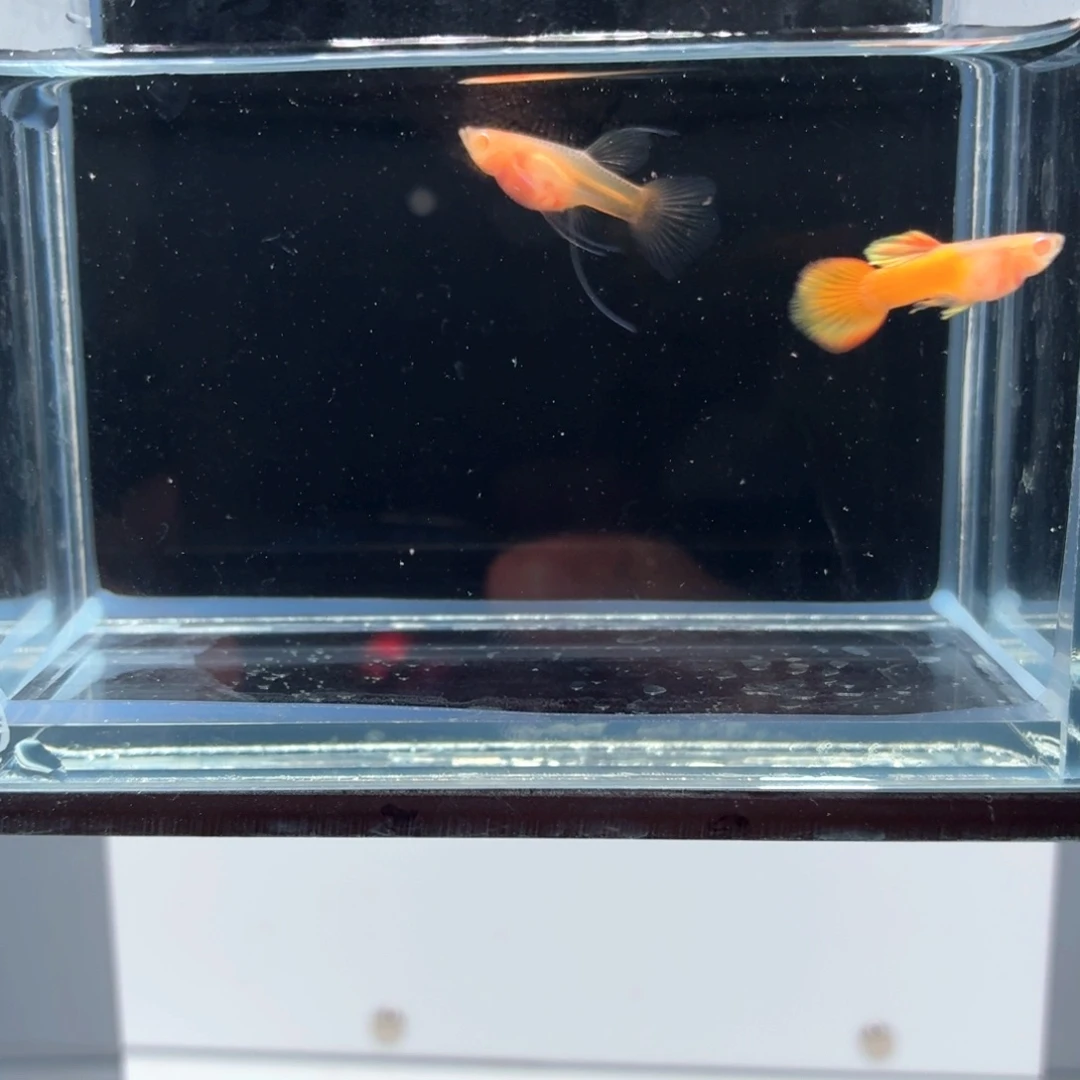 孔雀鱼皇家落日白子球c一对（13）
