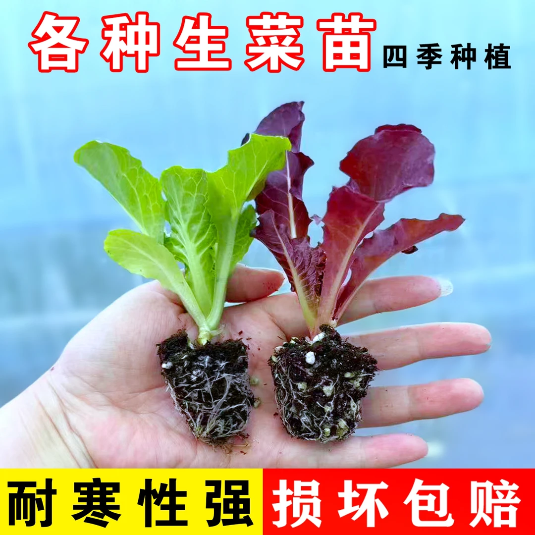 生菜苗带土意大利奶油生菜大菜玻璃盆栽辣椒苗西红柿茄子黄瓜秧苗