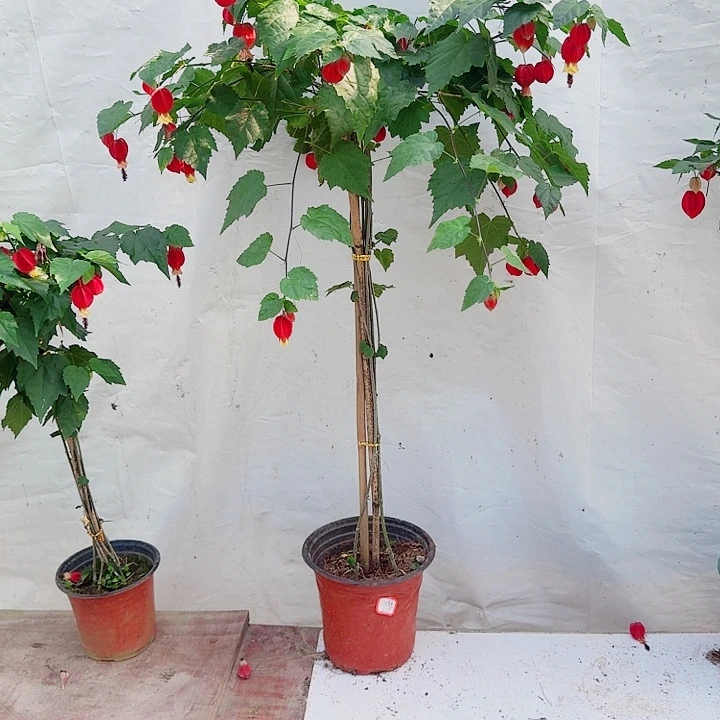 心***静完全开放一物一拍39.8