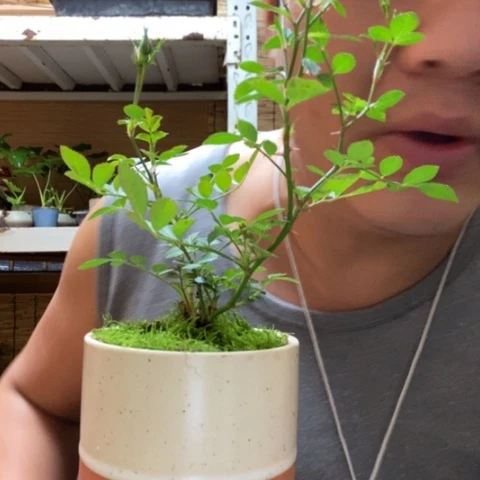 红陶一物一拍所见即所得223