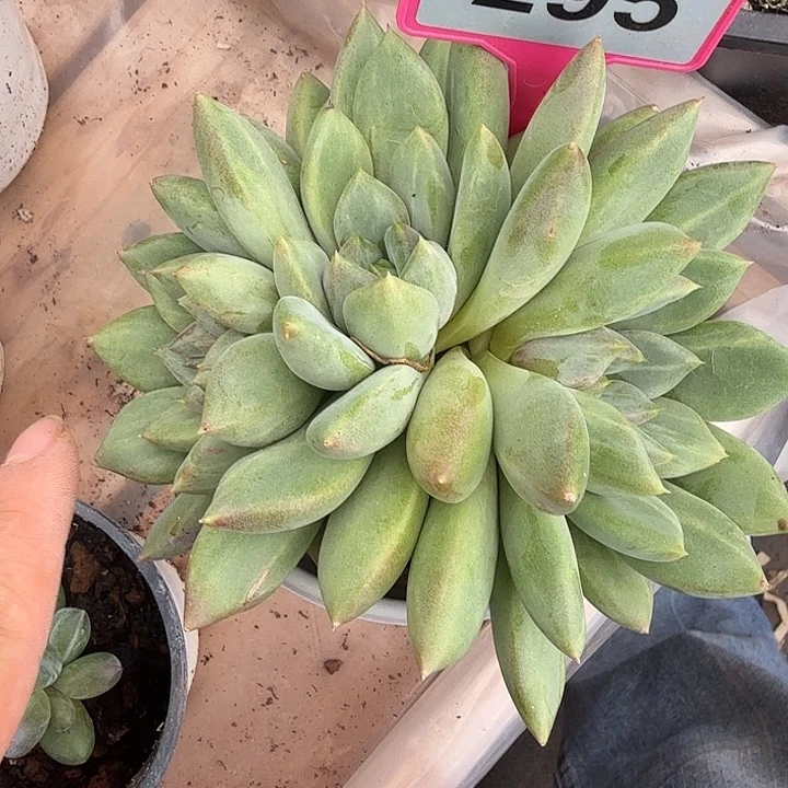 红象牙拉丝一物一拍295