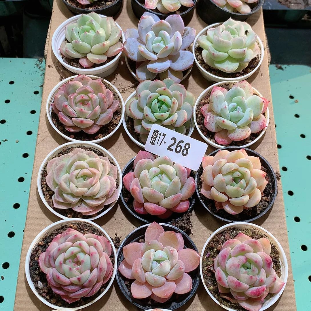 17-268一物一拍带盆18颗