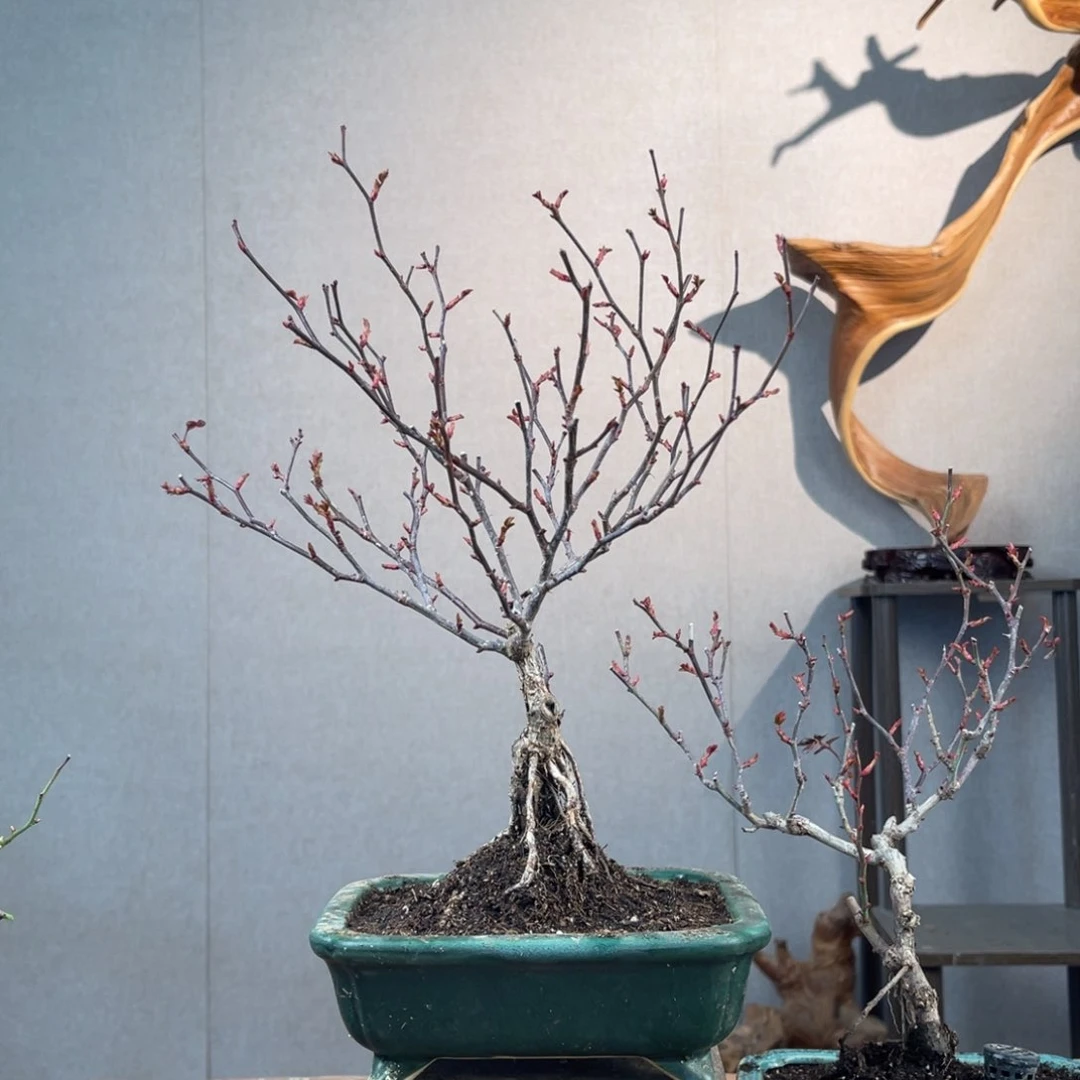 微月季盆景11111一**间