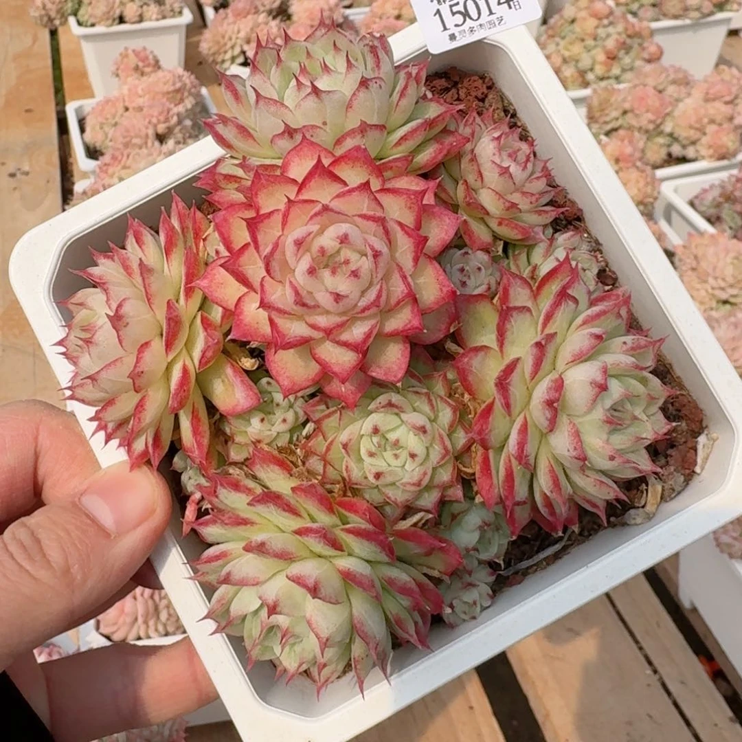 一物一拍的15014