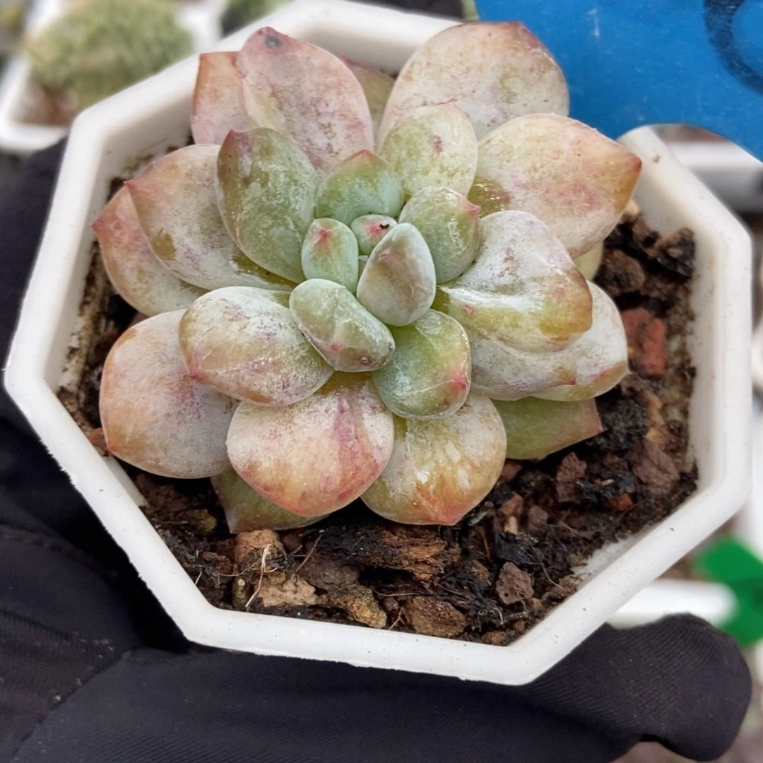 6158石化星影多肉植物