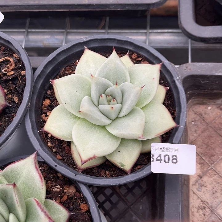阿雅园艺。      3408白乌木
