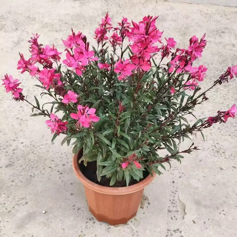 红桃千鸟花盆栽室外可过冬花苞超长花期适宜室内外种植花卉