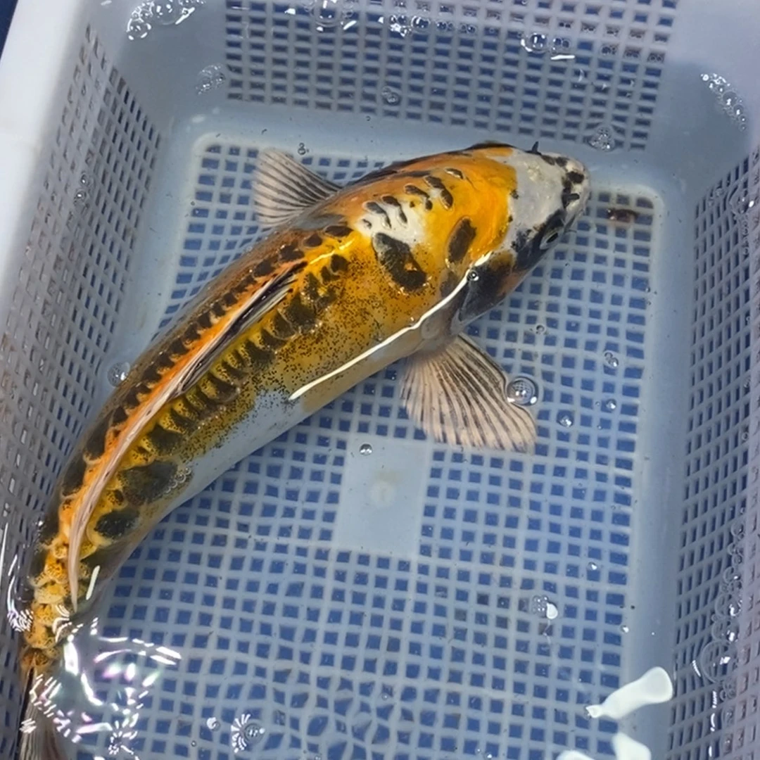 锦鲤冷水锦鲤包邮