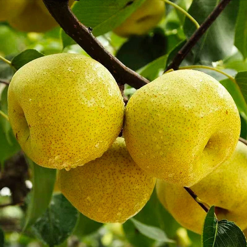 【砀山发货】正宗砀山酥梨百年梨树当季新鲜水果应季薄皮梨包邮整箱