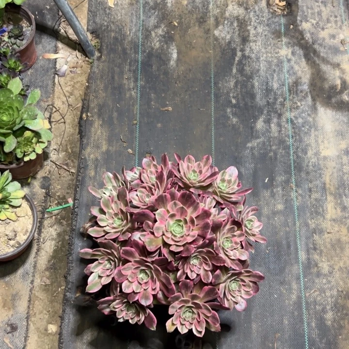 57多肉多肉多肉多肉多肉多肉