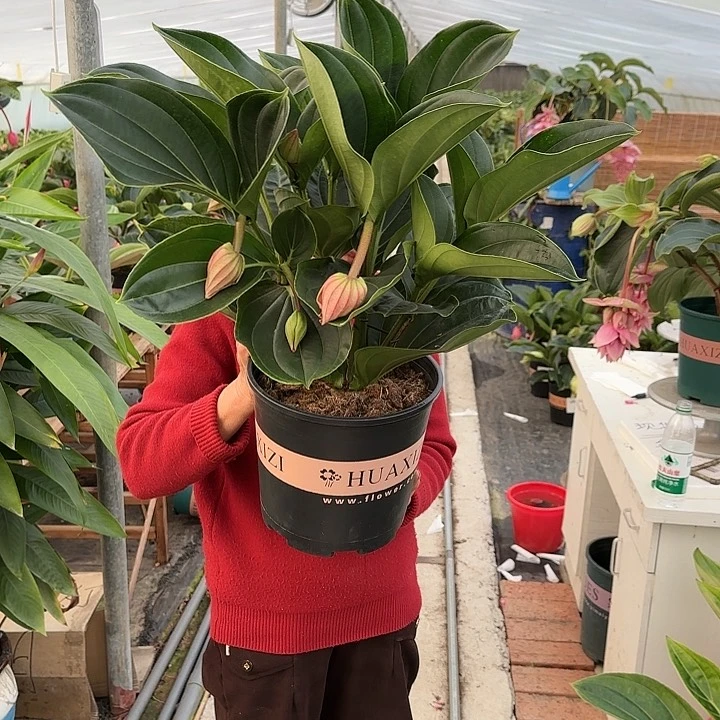 小**妈宝莲灯9个花苞