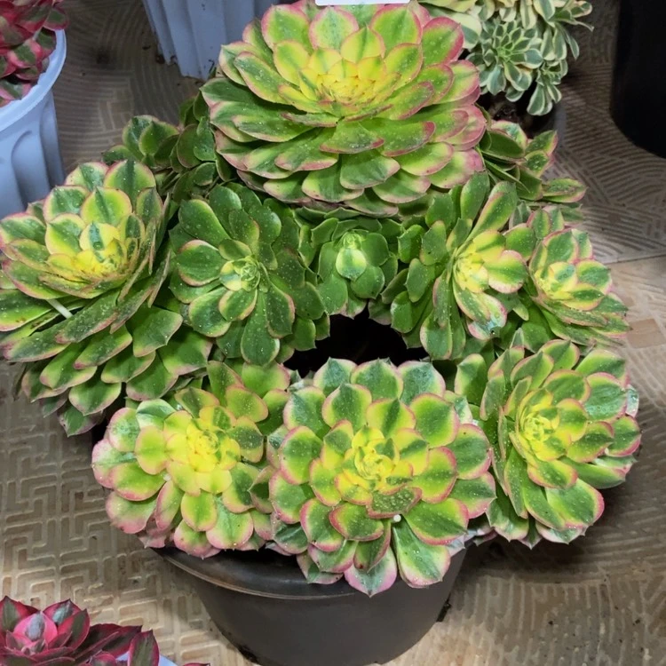 【闪购商品】哒***?345海王多肉