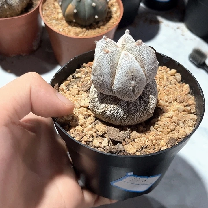 恩冢一物一拍实生