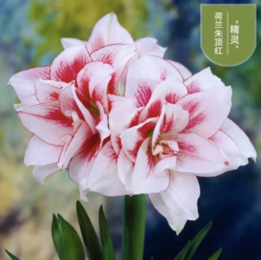 精灵）朱顶红种球5-6厘米