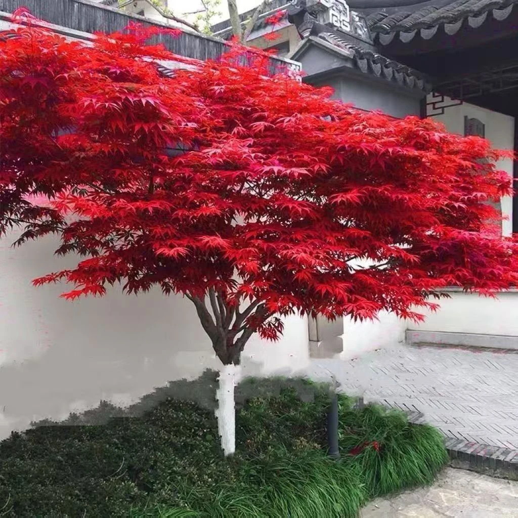 红枫树苗四季红适合别墅室外庭院的盆栽红枫树