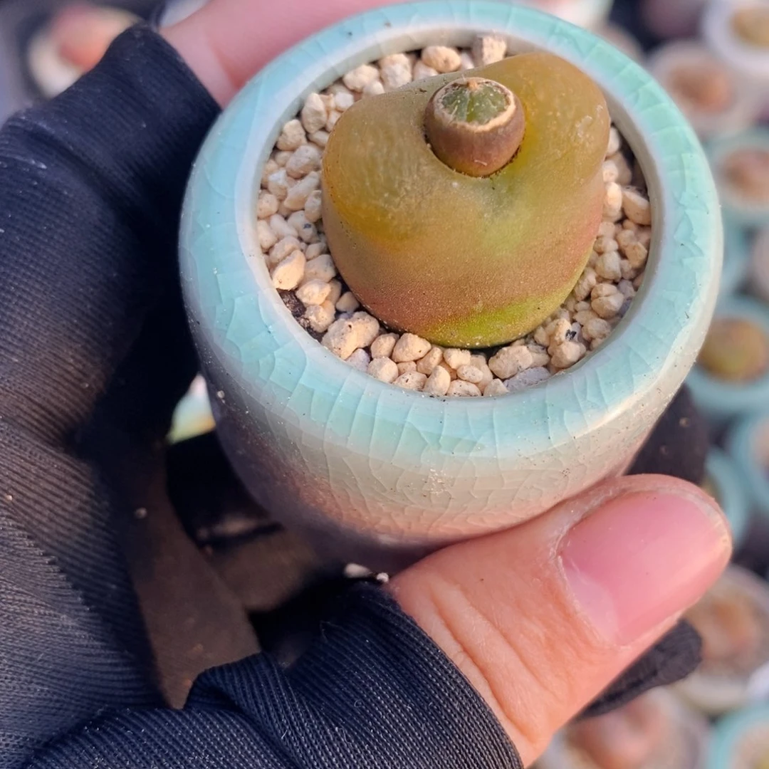 2706-一物一拍带盆