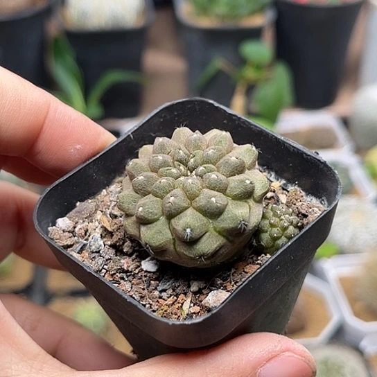 无花朵自根蜥蜴皮