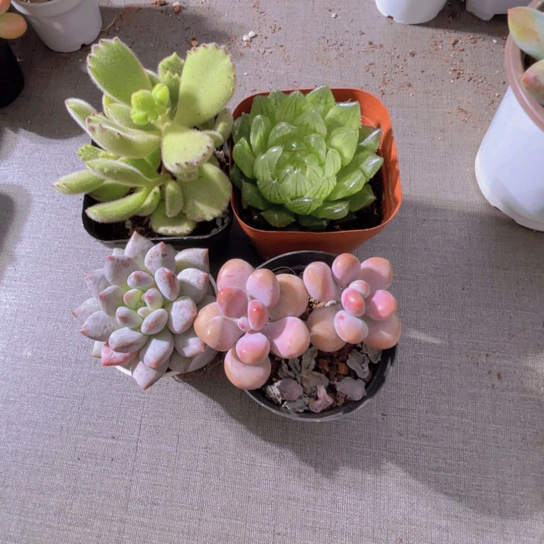 盛**鸣熊掌 樱水晶 半夏 桃蛋