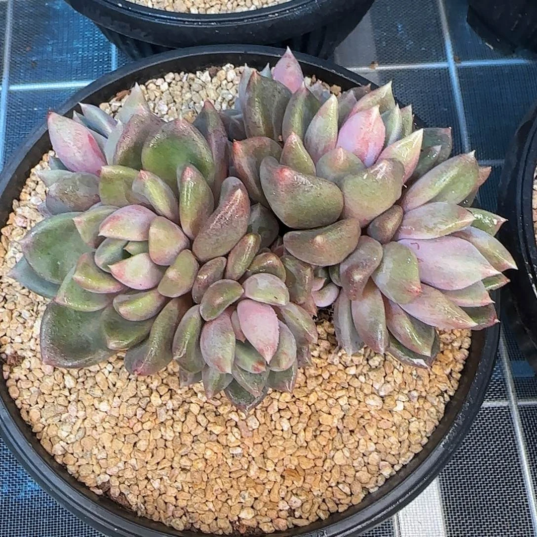 从前慢花园精选红象牙