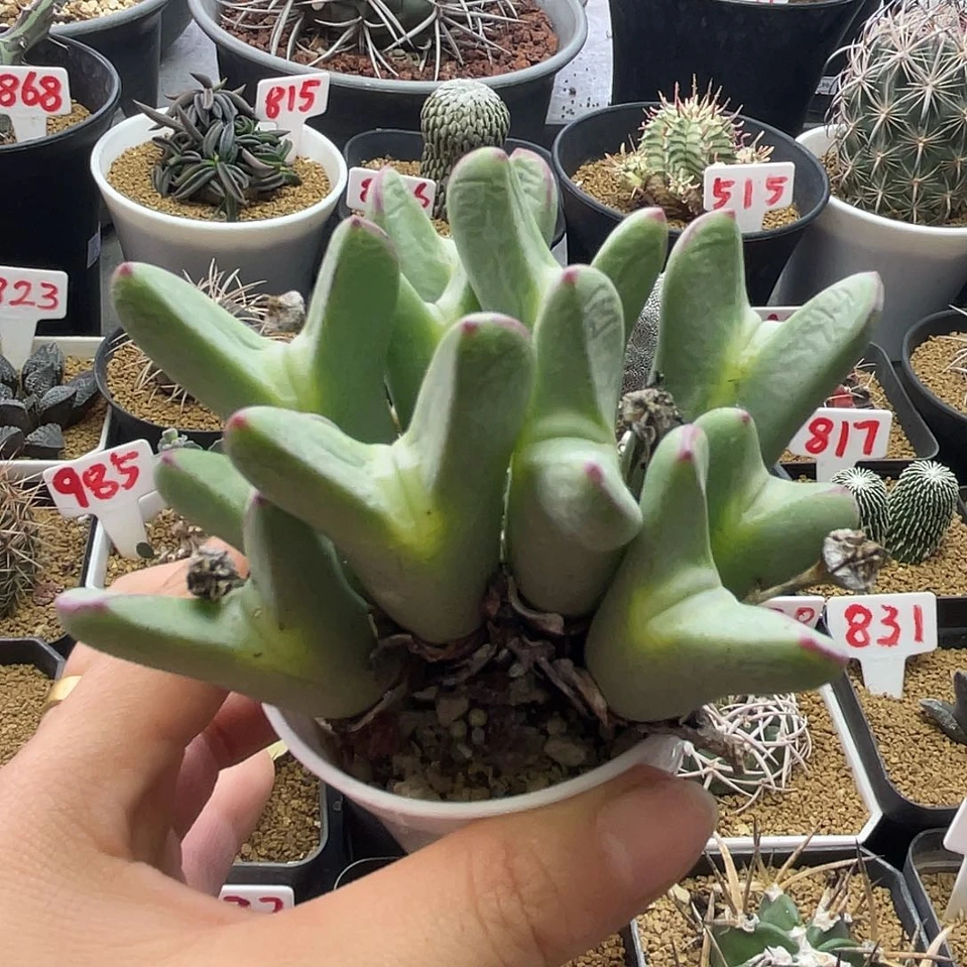 大型皮卡丘少将群仙人球