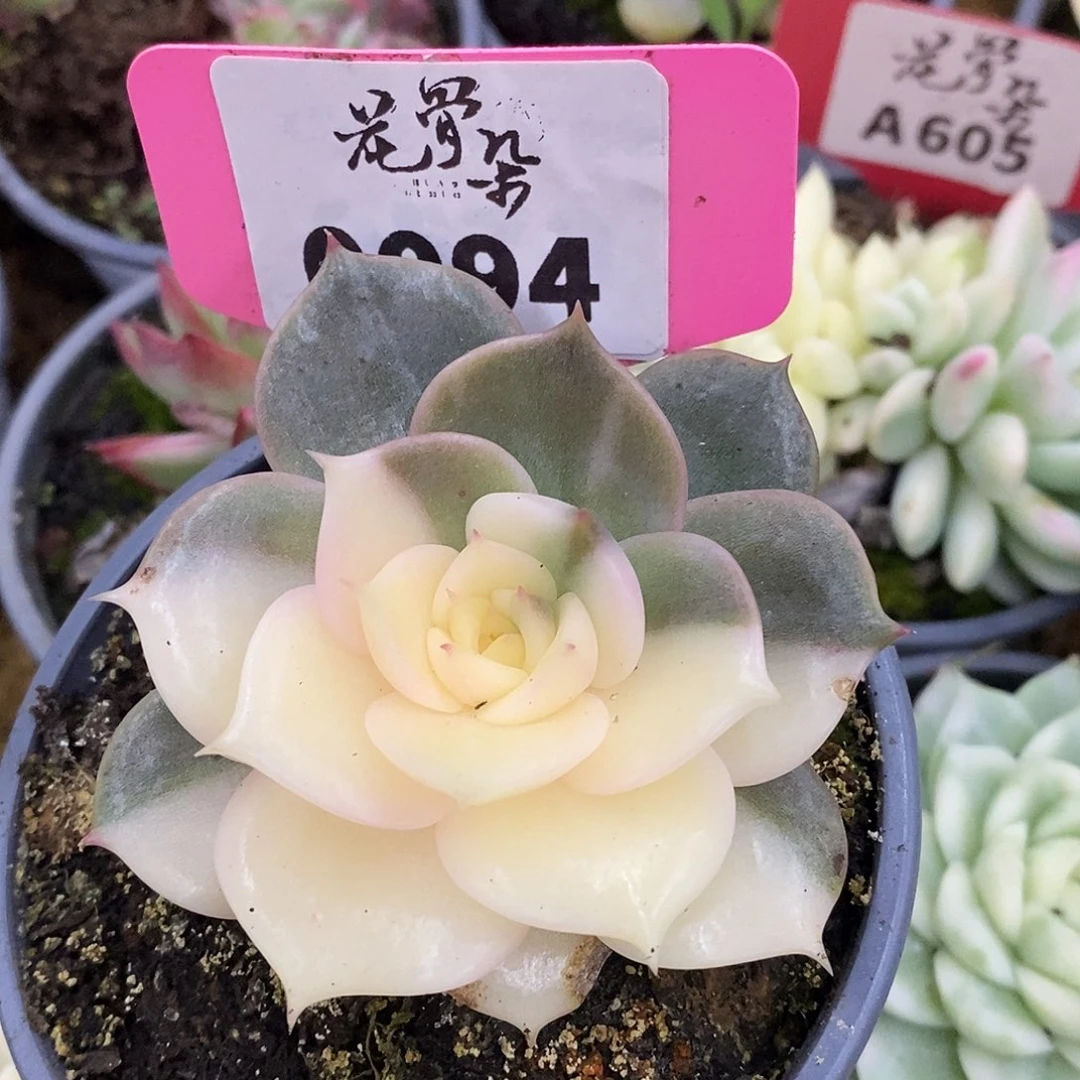 94贝加尔湖哈哈哈