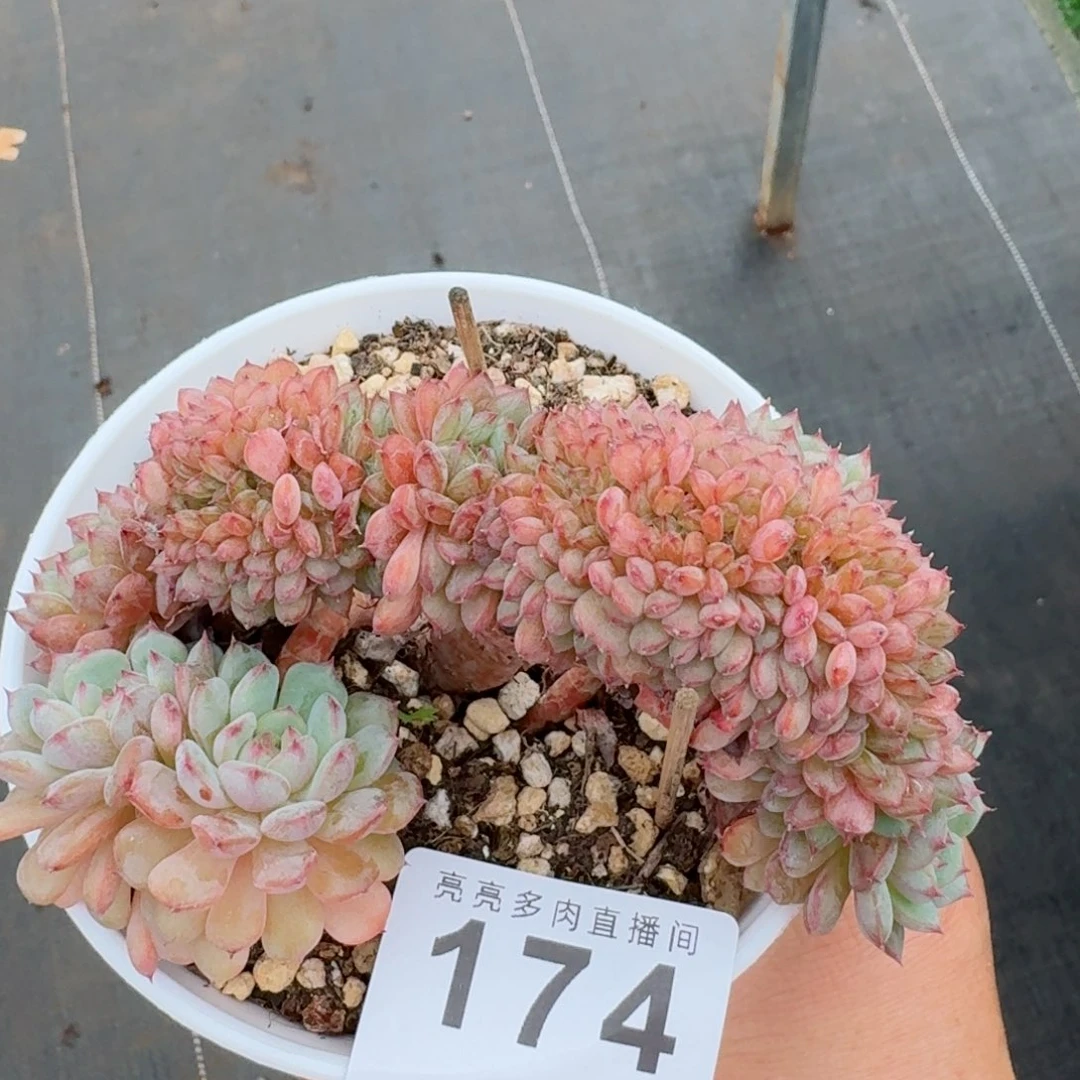 M***y白胖子缀化            精美多肉植物