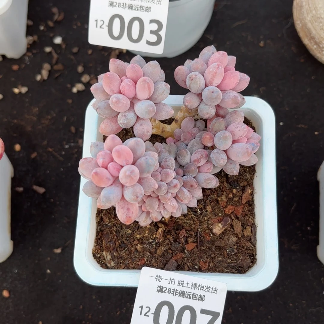 婴儿手指整群多肉