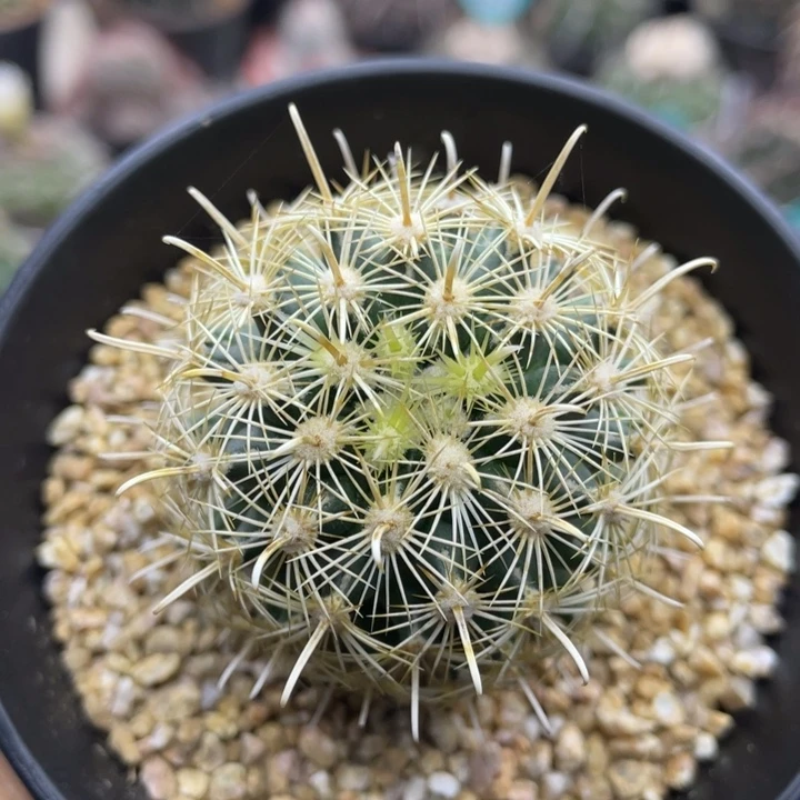 金罗莎         实生根