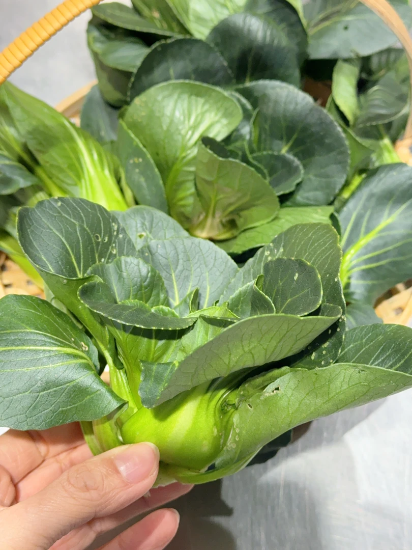 崇明岛生态岛农家矮脚青