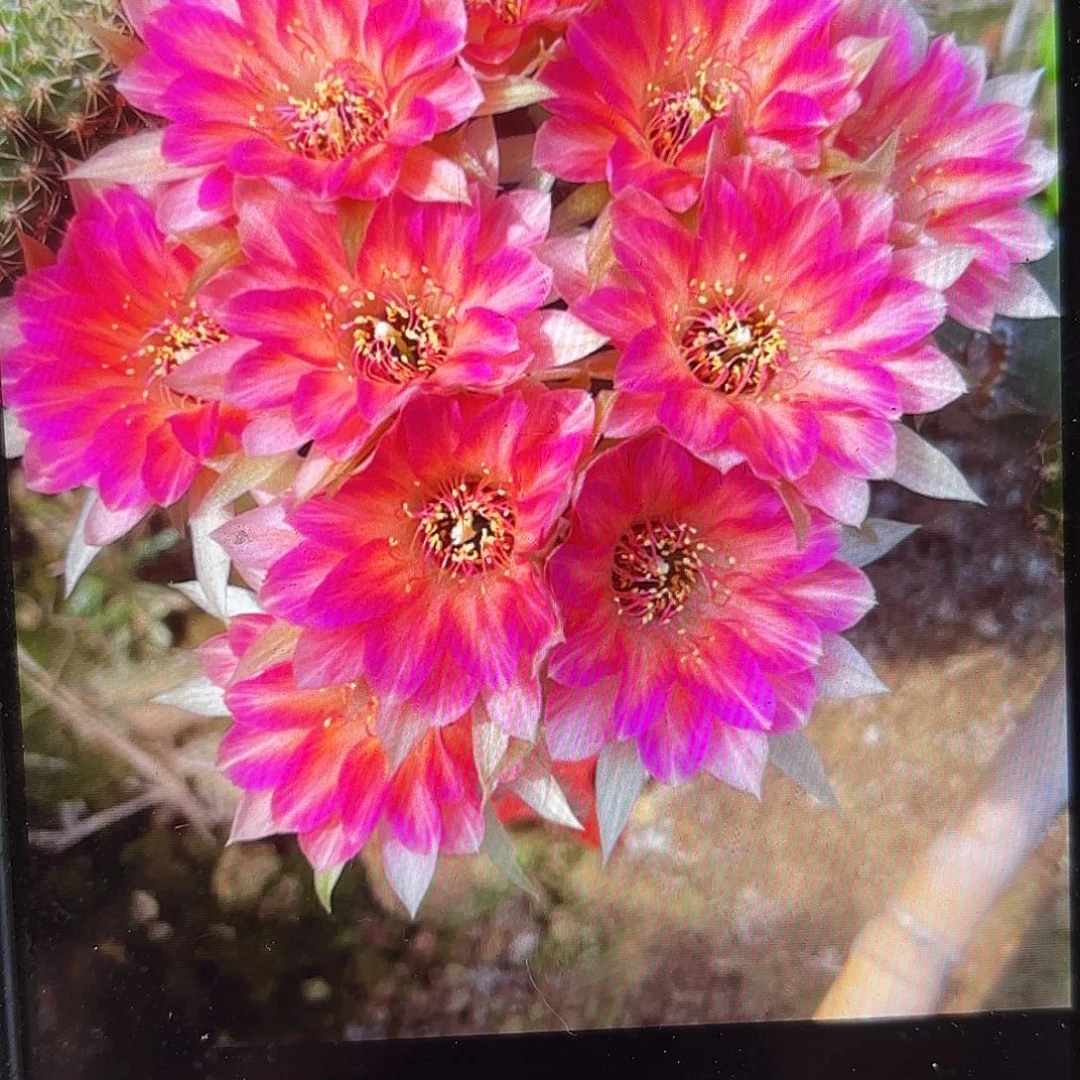 花花公子丽花侧牙20包邮仙人球12