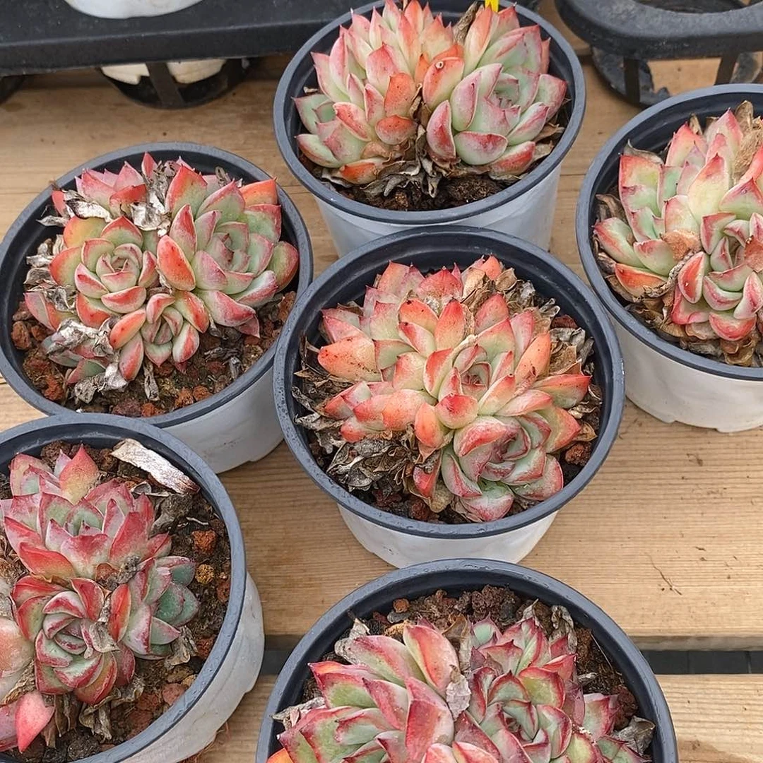 金汇园艺，917004荷花