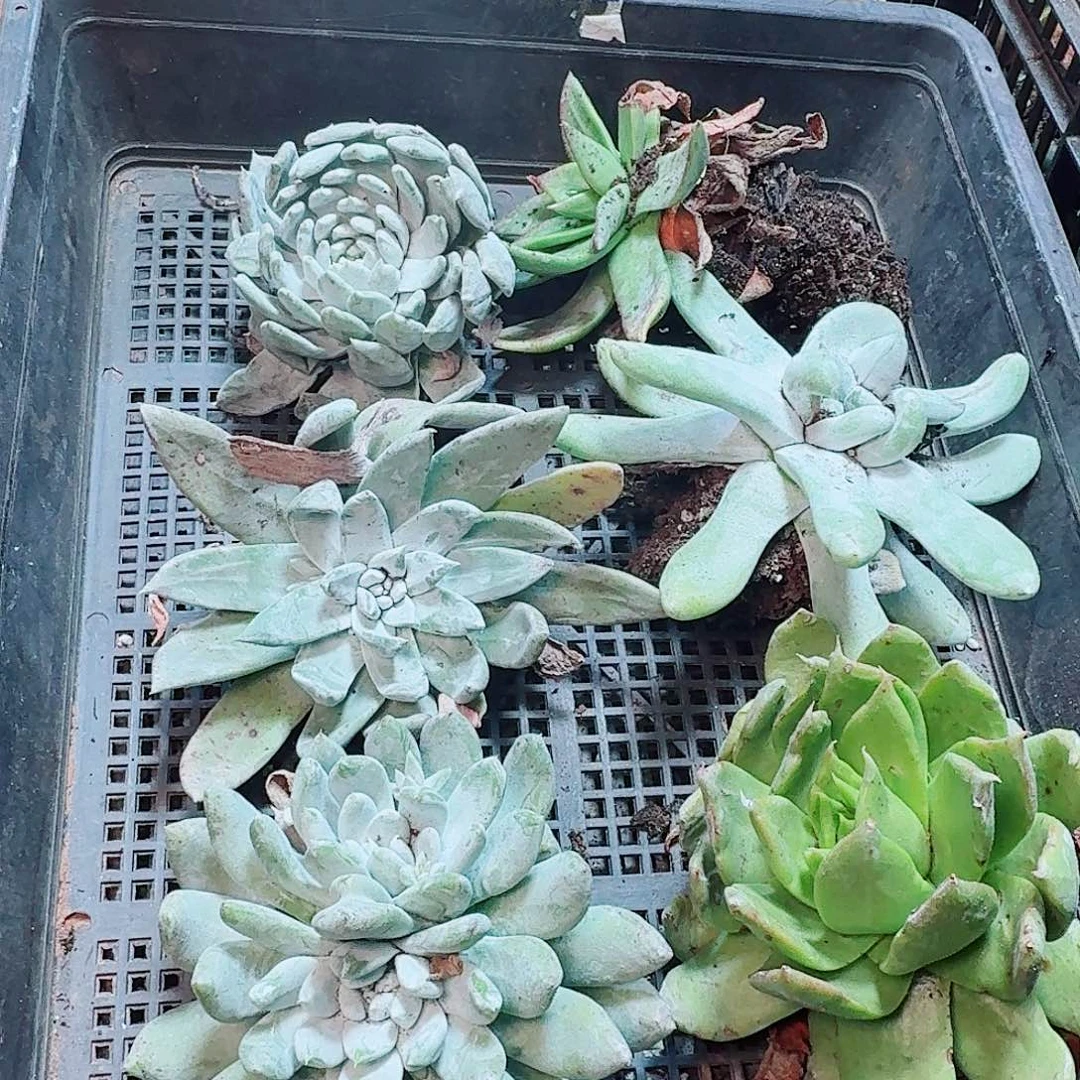 6246瑕疵框拍不售后