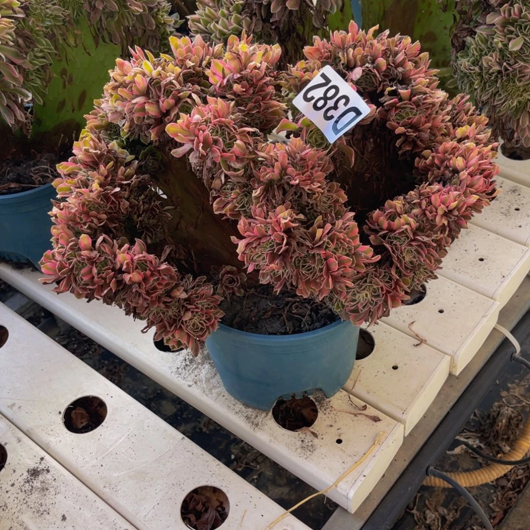 香妃法师7////-23包邮