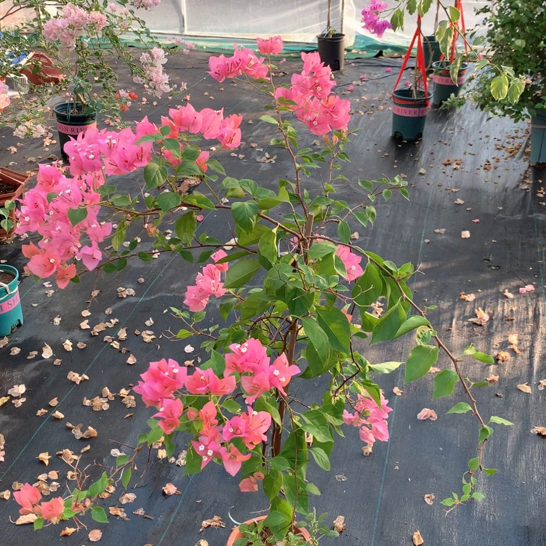 【闪购商品】完全开放橙粉