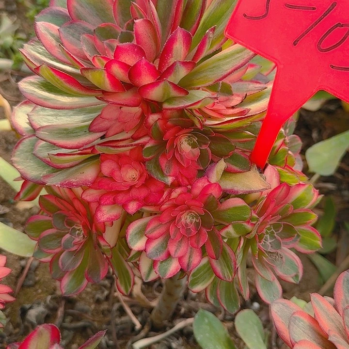 3-1032黑魔锦多肉法师