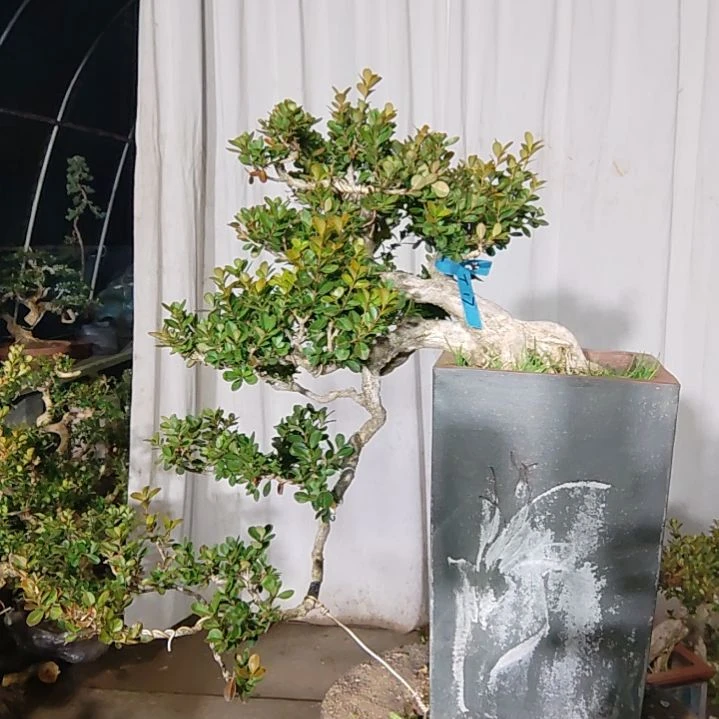 无花朵黄杨盆景制作素材