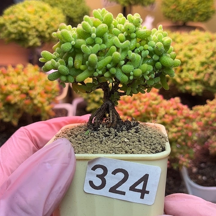 无花朵324金桔糖球