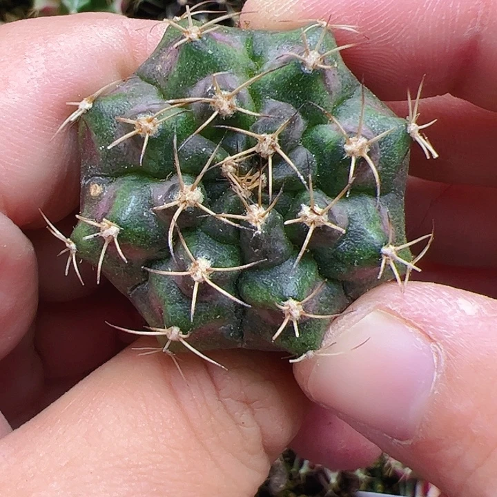 当前无花栽培后可以开花895