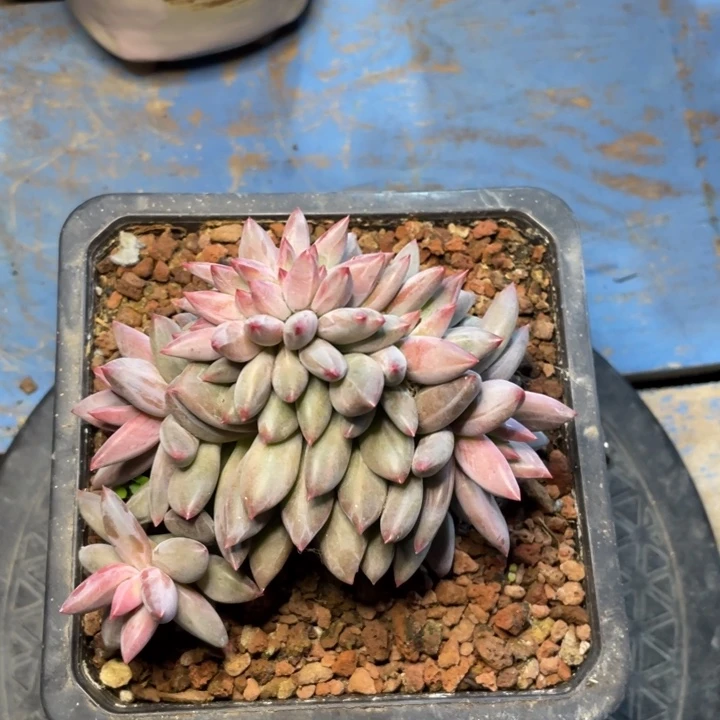 【闪购商品】虞美人缀