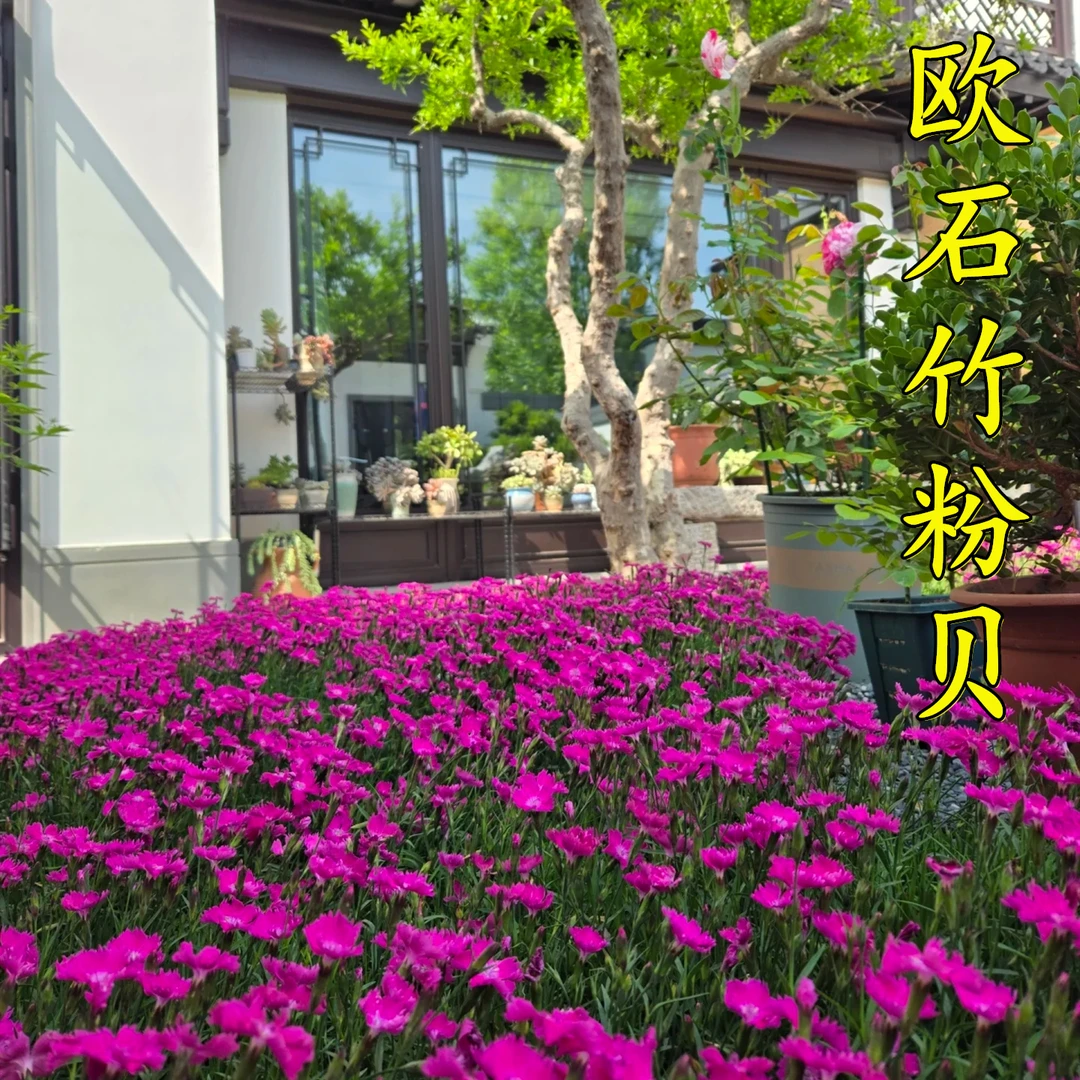 【欧石竹一平方】粉贝四季开花多年生耐寒耐旱庭院园林绿化宿根植物