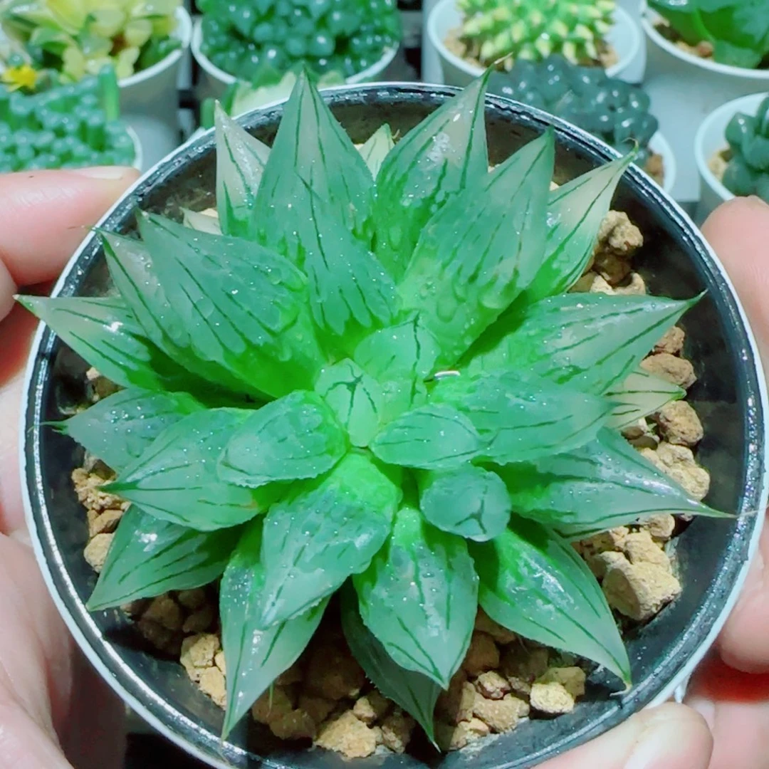 冰钻玉露多肉植物