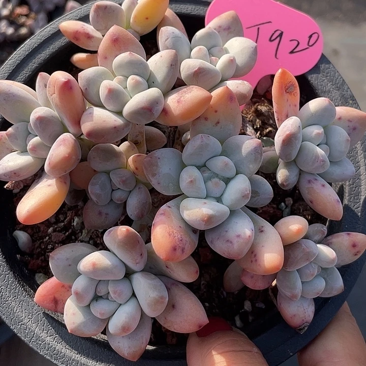香水多肉植物群生920