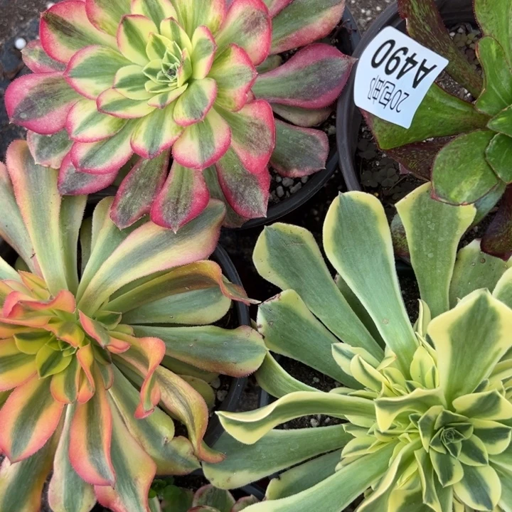 多肉植物490不售后