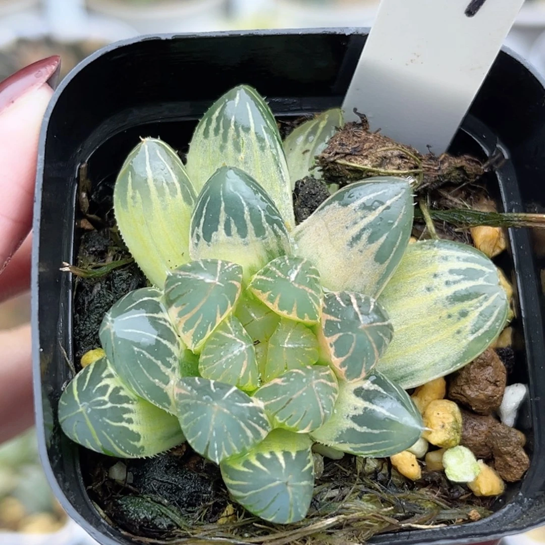 71糊斑龙爪玉露锦福利专场