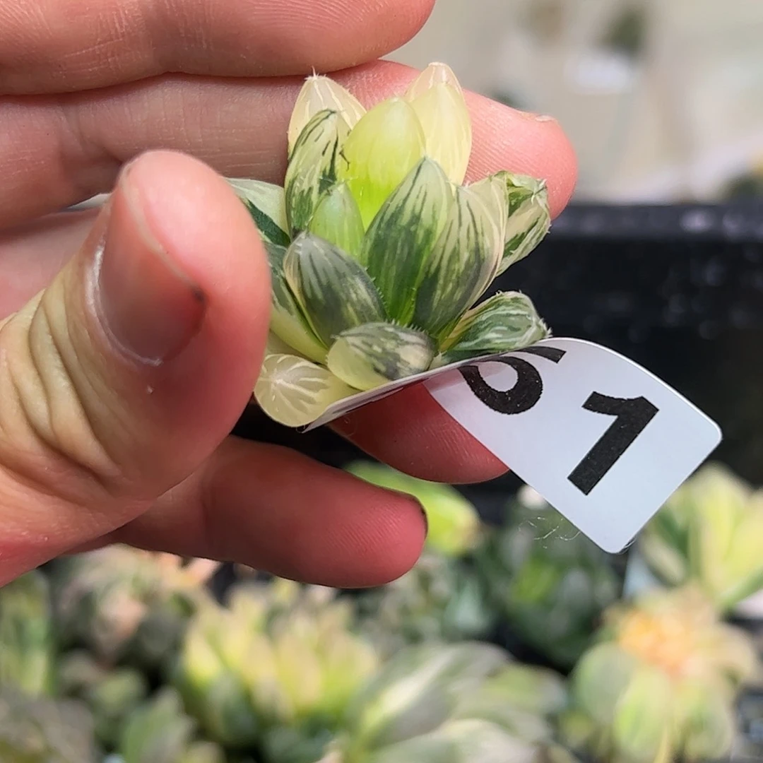 龙爪锦十二卷多肉植物满