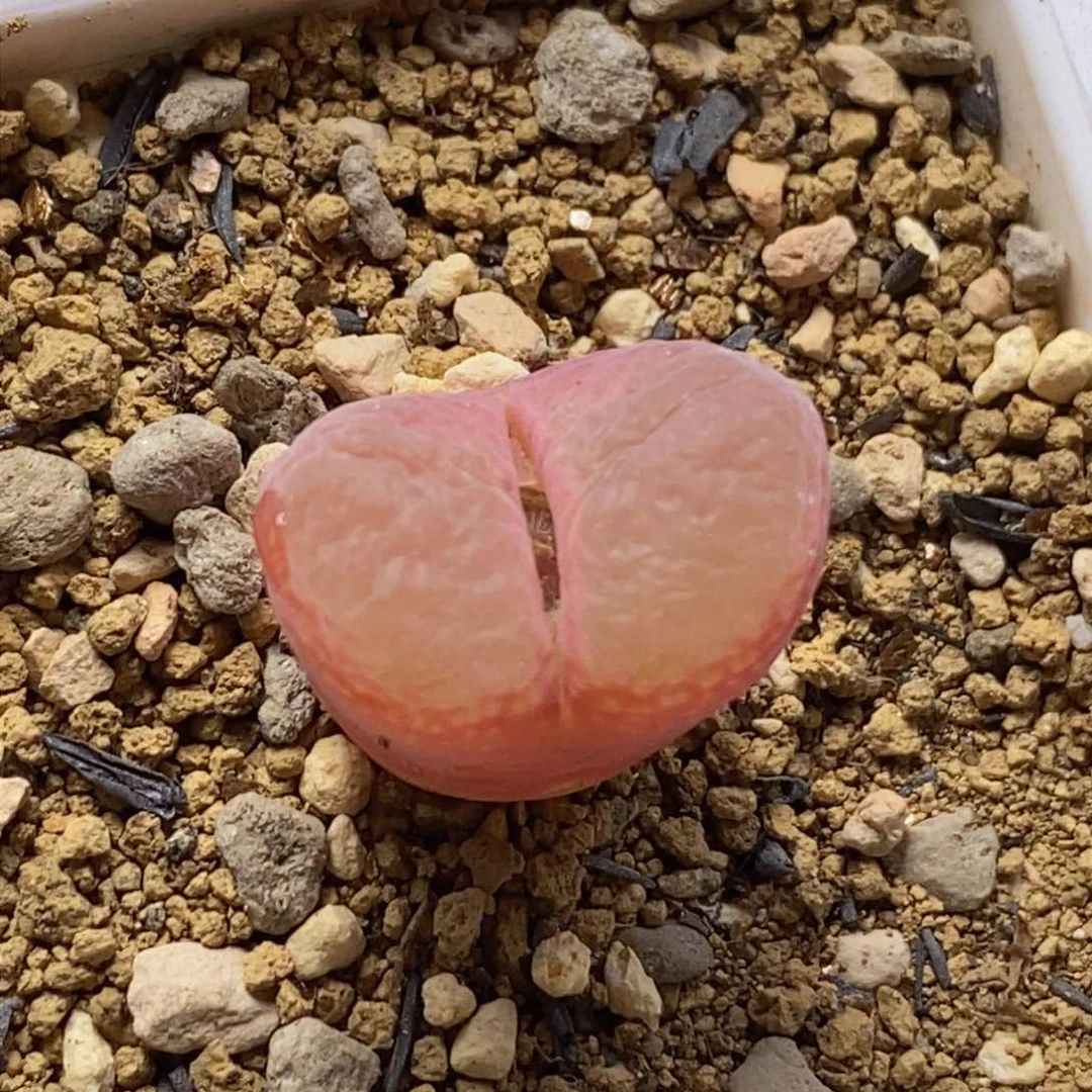 火烈鸟火烈鸟火烈鸟