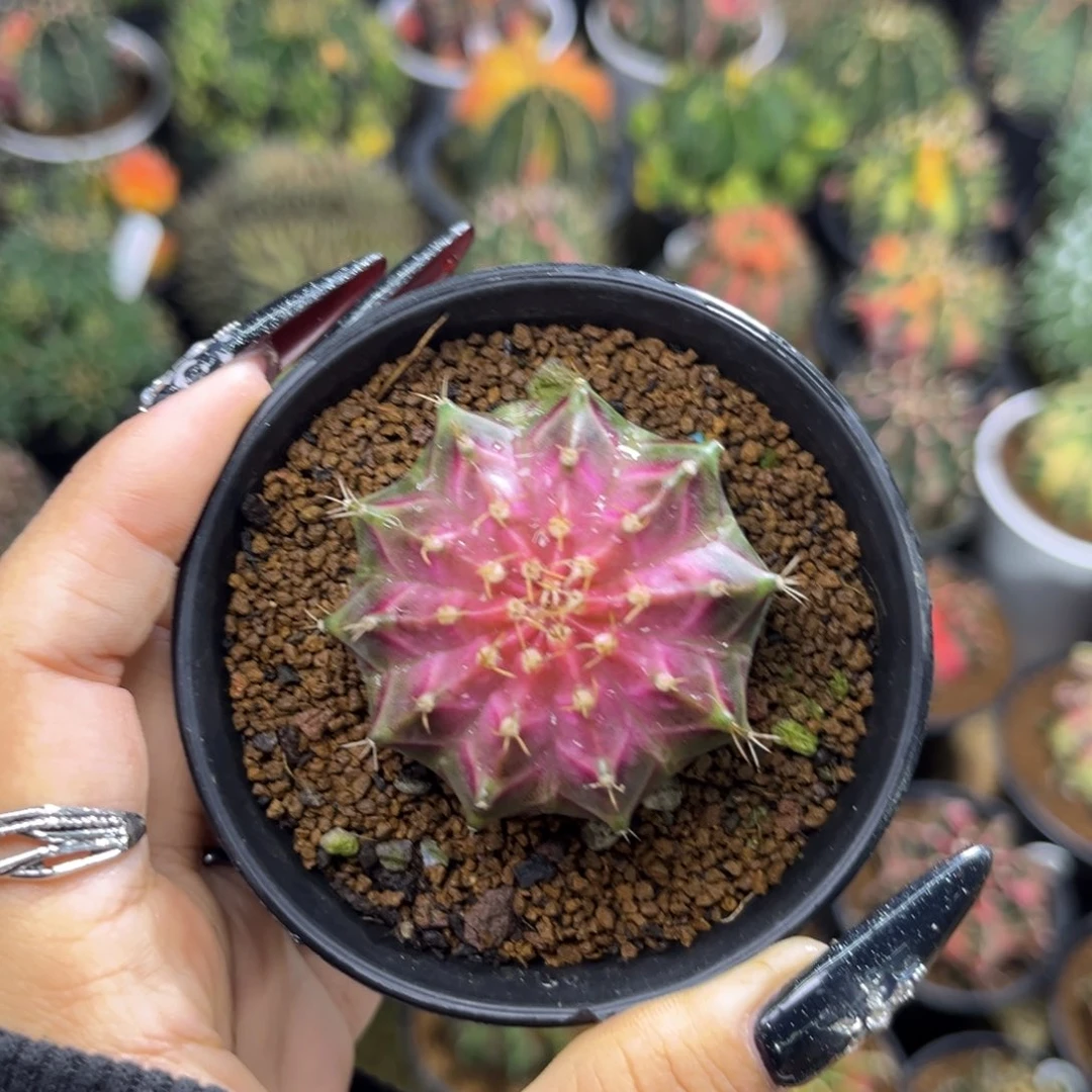 泰系轮回 带盆土发货