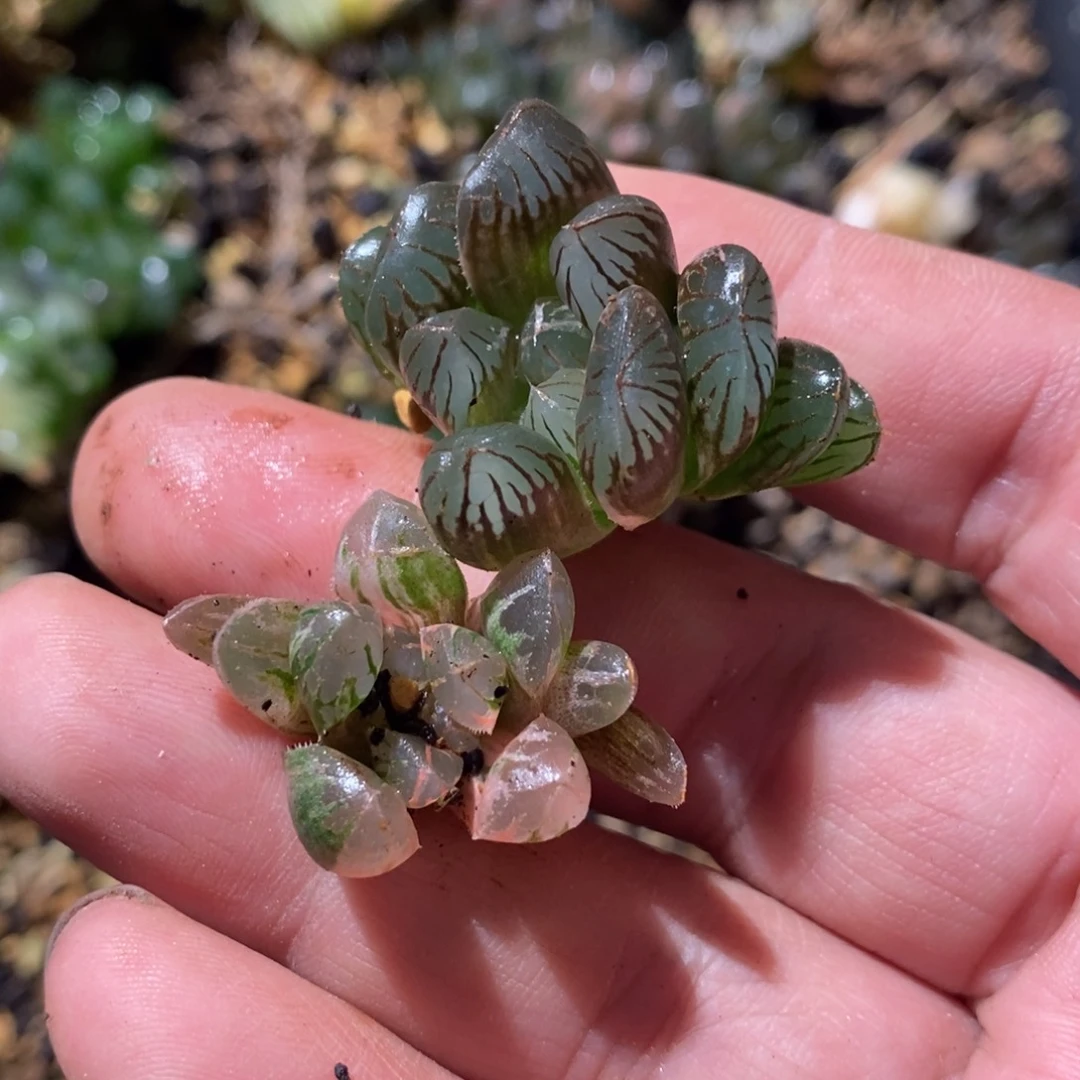 月***事2592 两颗一起 福利。