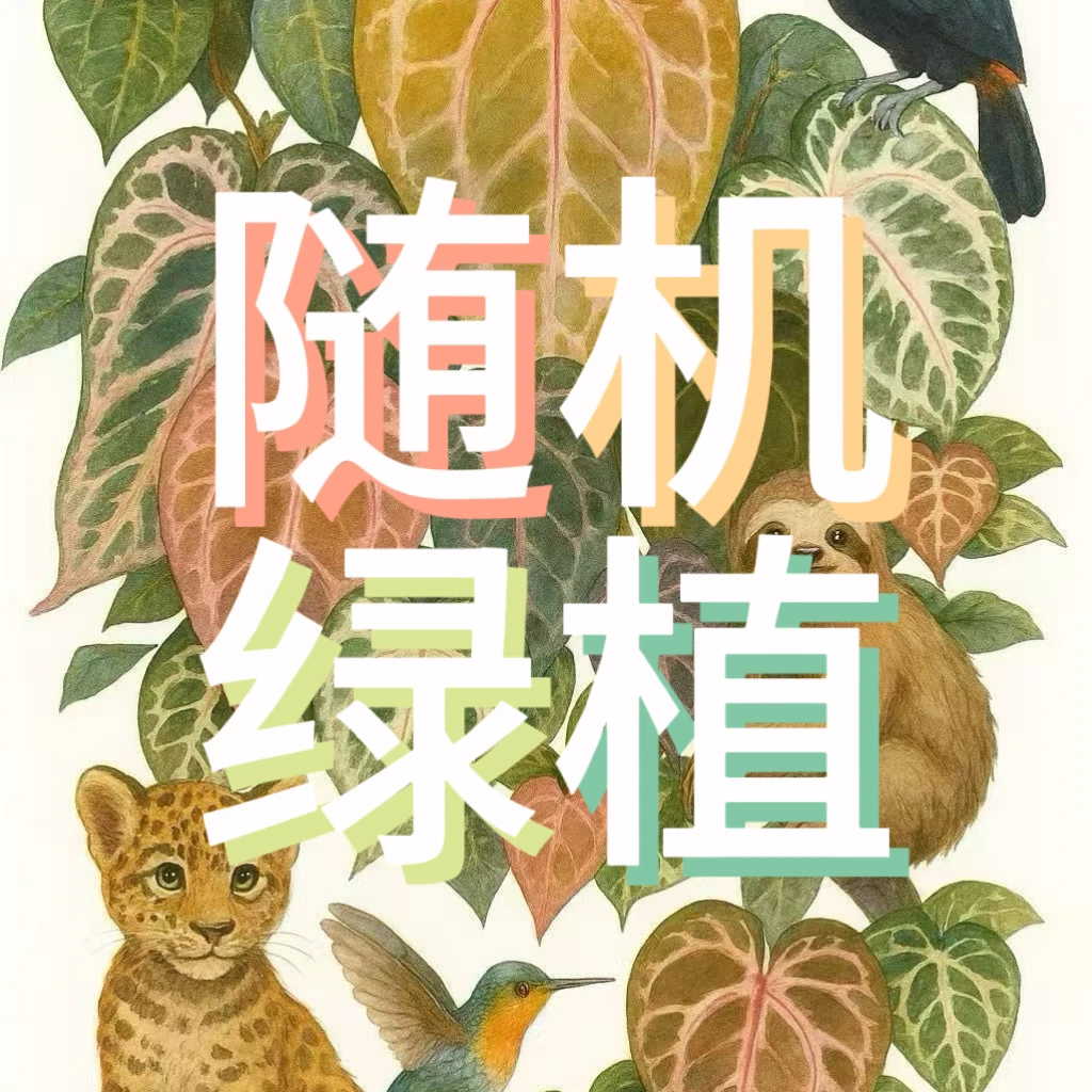 随机花烛热植  超级福袋 勿拍